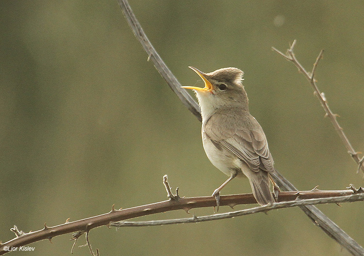 . Olivaceous Warbler Hippolais pallida    Ramot ,Golan 03-04-11   Lior Kislev